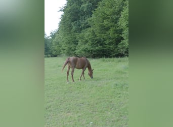 Een thuis voor oude paarden