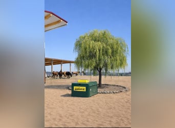 Nieuwe actieve stal mei 2026, München Oost, 2 binnenbakken