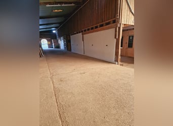 Vrije plek voor actieve stal/open stal