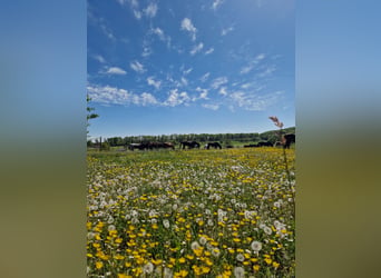 Vrije plek voor actieve stal/open stal