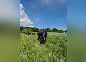 Vrije plek voor actieve stal/open stal