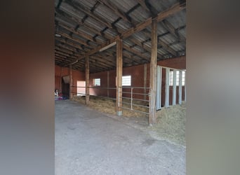 Vrijplaatsen voor open stal