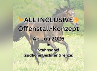 ✨All-inclusive✨ Paddockplaats vanaf juli 2026