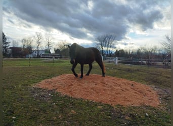 ...een plek voor jou en je (senior) paard...