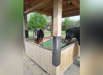 ...een plek voor jou en je (senior) paard...