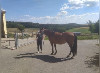 Einstellplätze für Stuten und Wallache 