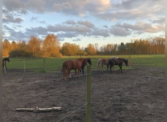 Einstellplätze im Offenstall