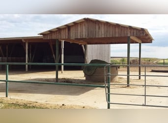 Einstellplatz im Offenstall