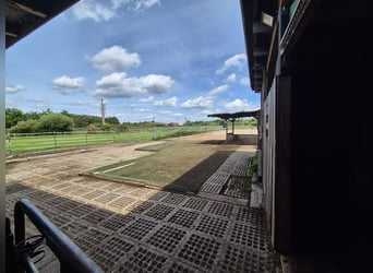 Familiärer Offenstall Platz zu vergeben 