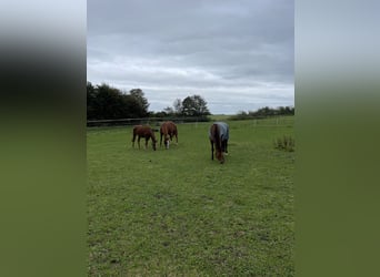 Freie Offenstallplätze in unserer Stuten-Herde