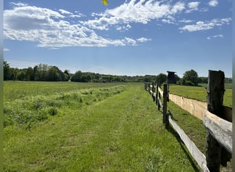 Mooie open stalplaats beschikbaar voor een allergievriendelijk paard