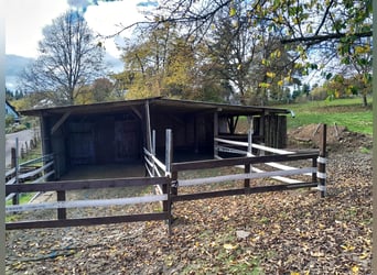 Mooie paddock met toegang tot de wei