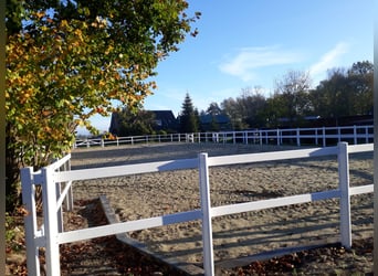 Offenstall an der Nordsee für Wallache Allergiker/COPD/Astma 