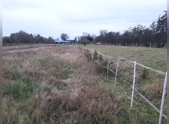 Offenstall an der Nordsee für Wallache Allergiker/COPD/Astma 