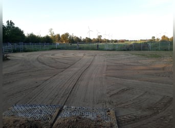 Offenstall an der Nordsee für Wallache Allergiker/COPD/Astma 