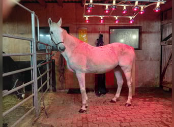 Offenstall an der Nordsee für Wallache Allergiker/COPD/Astma 