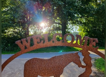 Offenstall, Boxen zu vermieten 