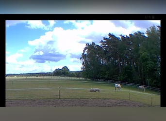 Offenstall Heulage Weide Kamera Engensen 