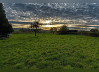 Offenstall mit Vollpension in Hildesheim-Itzum