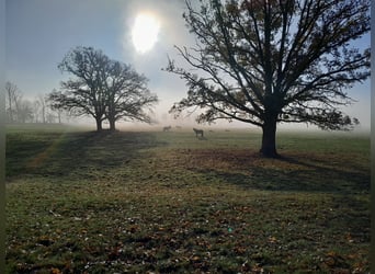 Offenstallpatz für 1-2 Pferde frei