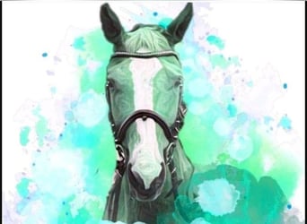 Offenstallplätze frei 