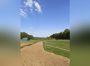Offenstallplätze frei 