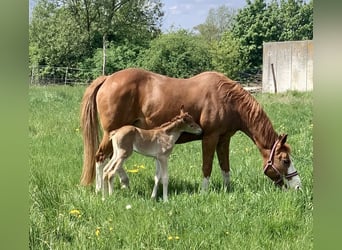 Offenstallplatz frei in 14532 für Stute und Wallach 