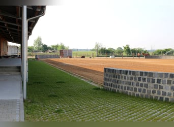 Offenstallplatz frei in 14532 für Stute und Wallach 