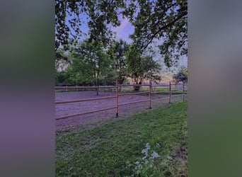 Offenstallplatz für ein Pferd frei 