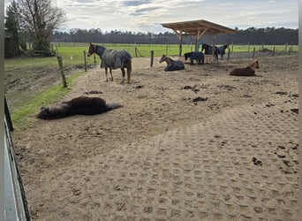 Offenstallplatz für Stute / Allergiker