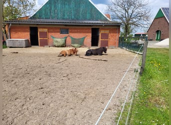 Offenstallplatz für Stute / Allergiker