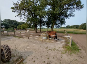 Offenstallplatz in Westerstede - Hoheliet frei 