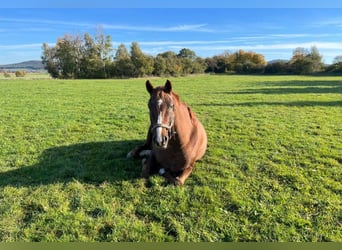 Offenstallplatz Stute