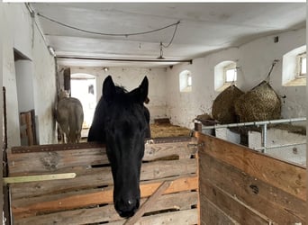 Offenstallplatz Stute