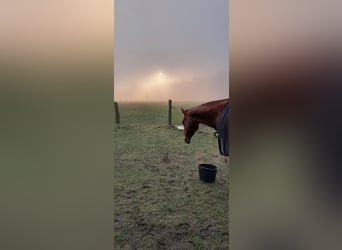 Open stable
