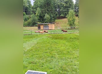 Open stal, paddock box en paardrijdeelname