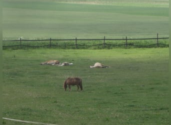 Open stal voor een brave hoefkatloose ruin beschikbaar