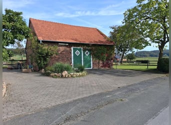 Paardenpension op een oude, gerestaureerde boerderij, stevige gemetselde stal met weiland, Teutoburg