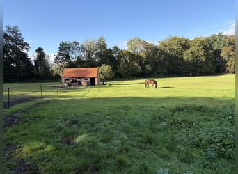 Paddockparadijs met 5-sterrenverzorging