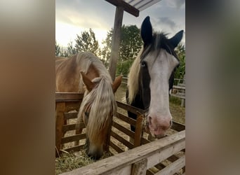 ‼️Particulier‼️ Vrije stalplaats voor ruin