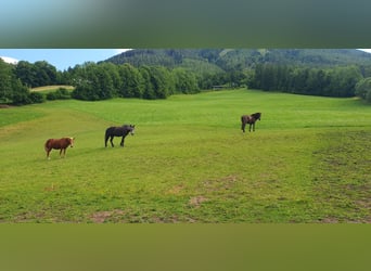 Pensionplaats voor merries op de Semmering