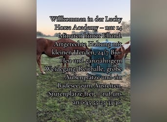 Pferdepensionsplätze in Süd-Dänemark – artgerecht & mit Herz