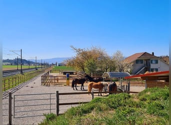 Plaats in de open stal, vol pension, Hof zum Rössli