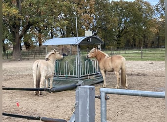 Plaats vrij in een hengstengroep