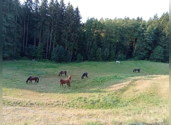 Plätze im Offenstall und Boxen mit großen Weiden 