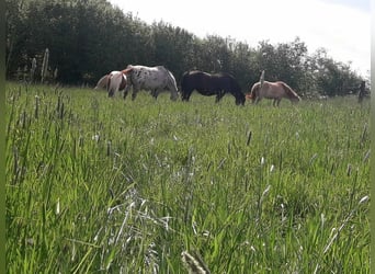 Plek voor hoevenloper in de open stal voor paarden tot 1,60 m schofthoogte