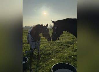 Rehaplaats direct aan de Noordzee