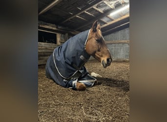 Rehaplaats direct aan de Noordzee