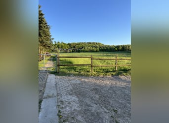 Ruimte voor een merrie in een open stal met soortgenoten