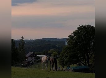 Rustige paardenstal met volpension
